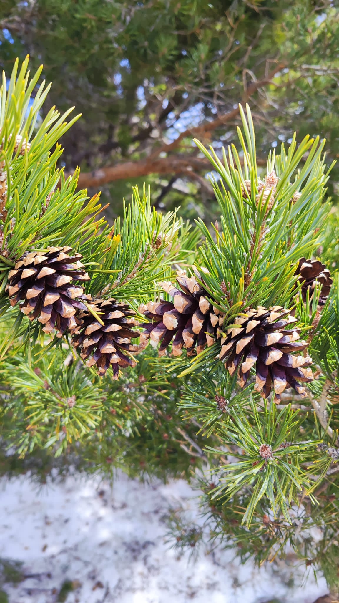 Pino y piñas con nieve en Ruta de Trekking desde Hoya del Portillo al Mirador Puerto Molina