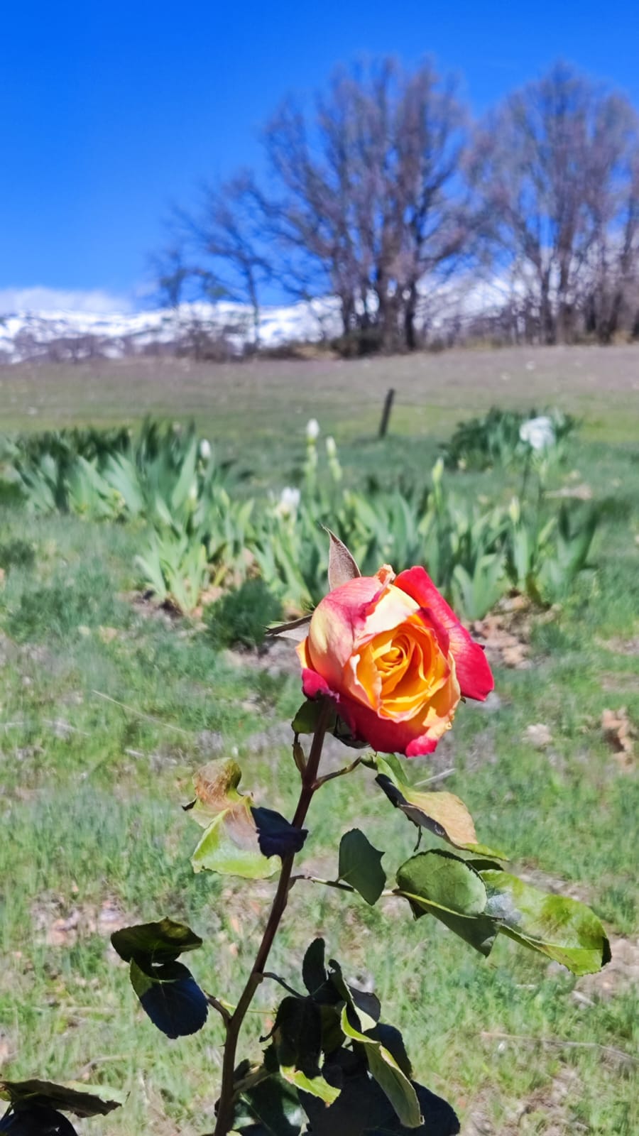 Naturaleza en O Sel Ling, Soportujar