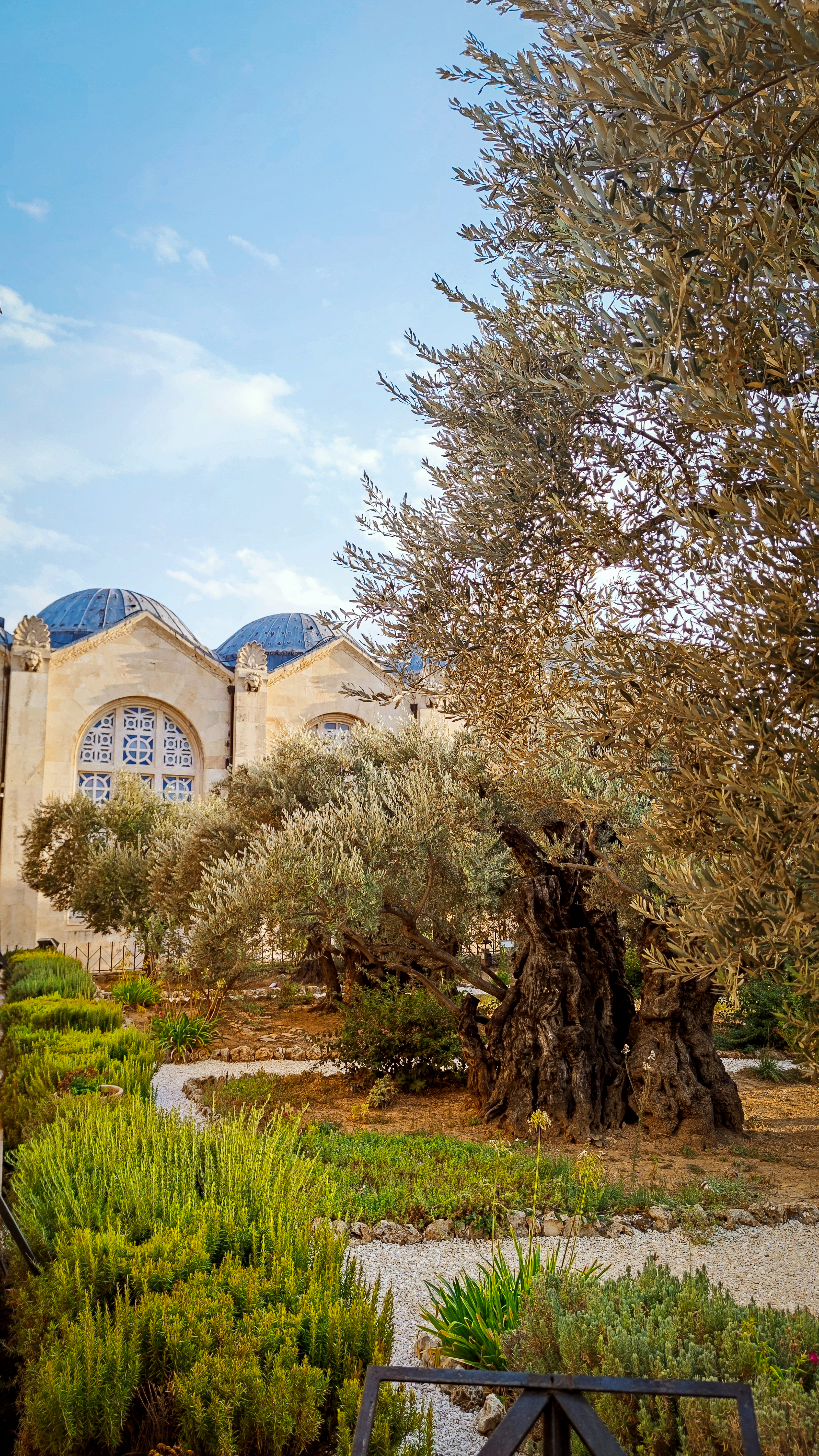 Jardín de Getsemaní, Monte de los Olivos, Jerusalén