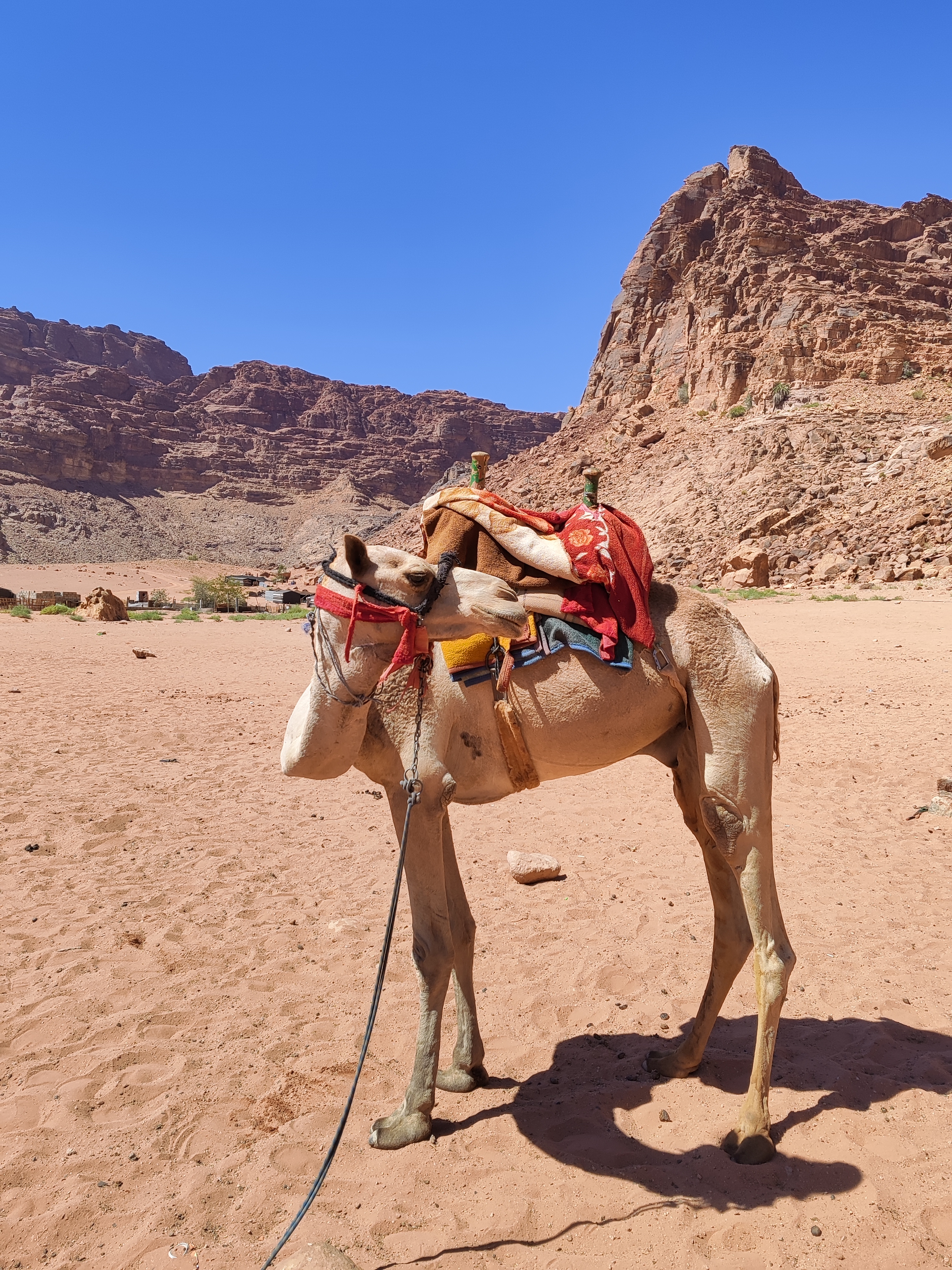 Camellos en Lawrence Spring, Desierto de Wadi Rum, Jordania