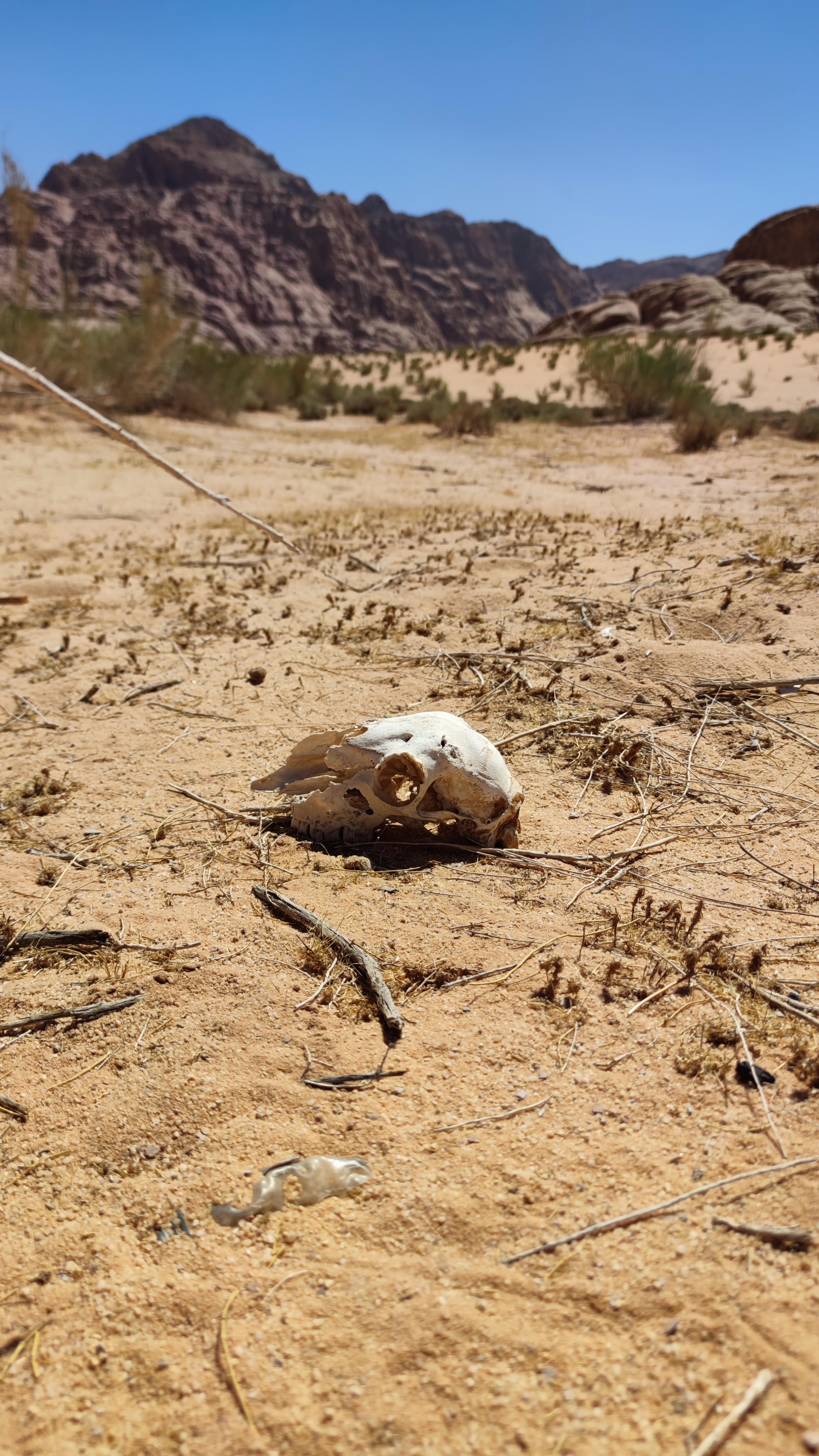Recogiendo ramas secas en el desierto de Wadi Rum para encender una hoguera