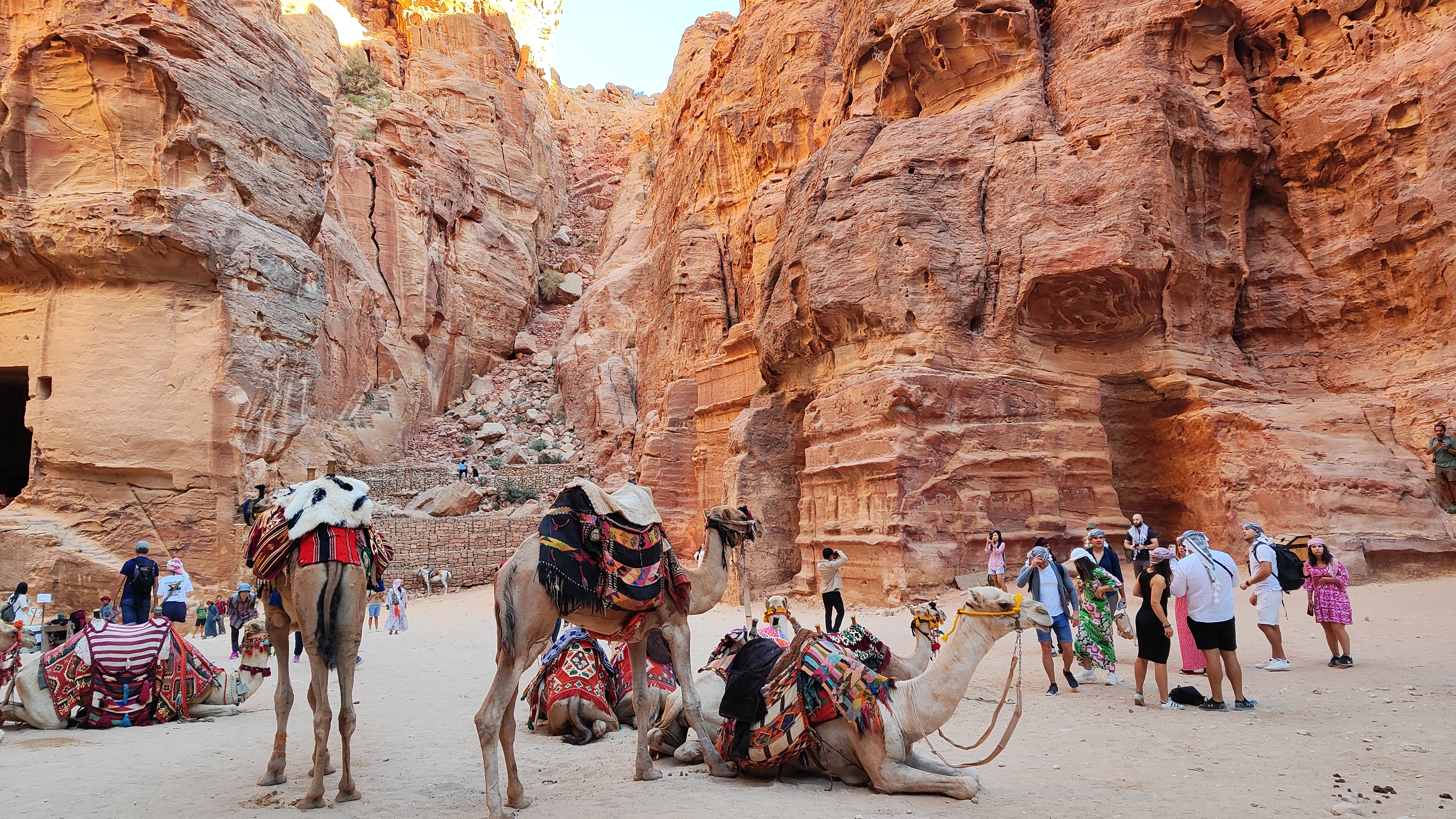 Camellos descansando en Petra, Jordania.