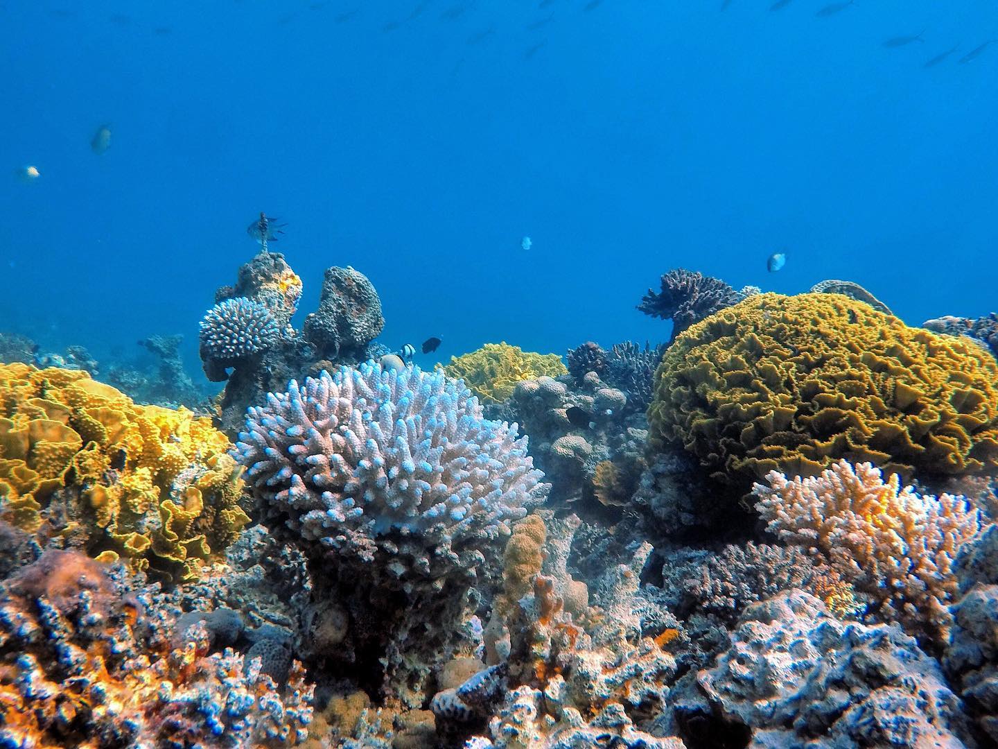 Japanese Garden, arrecife de coral en el Mar Rojo