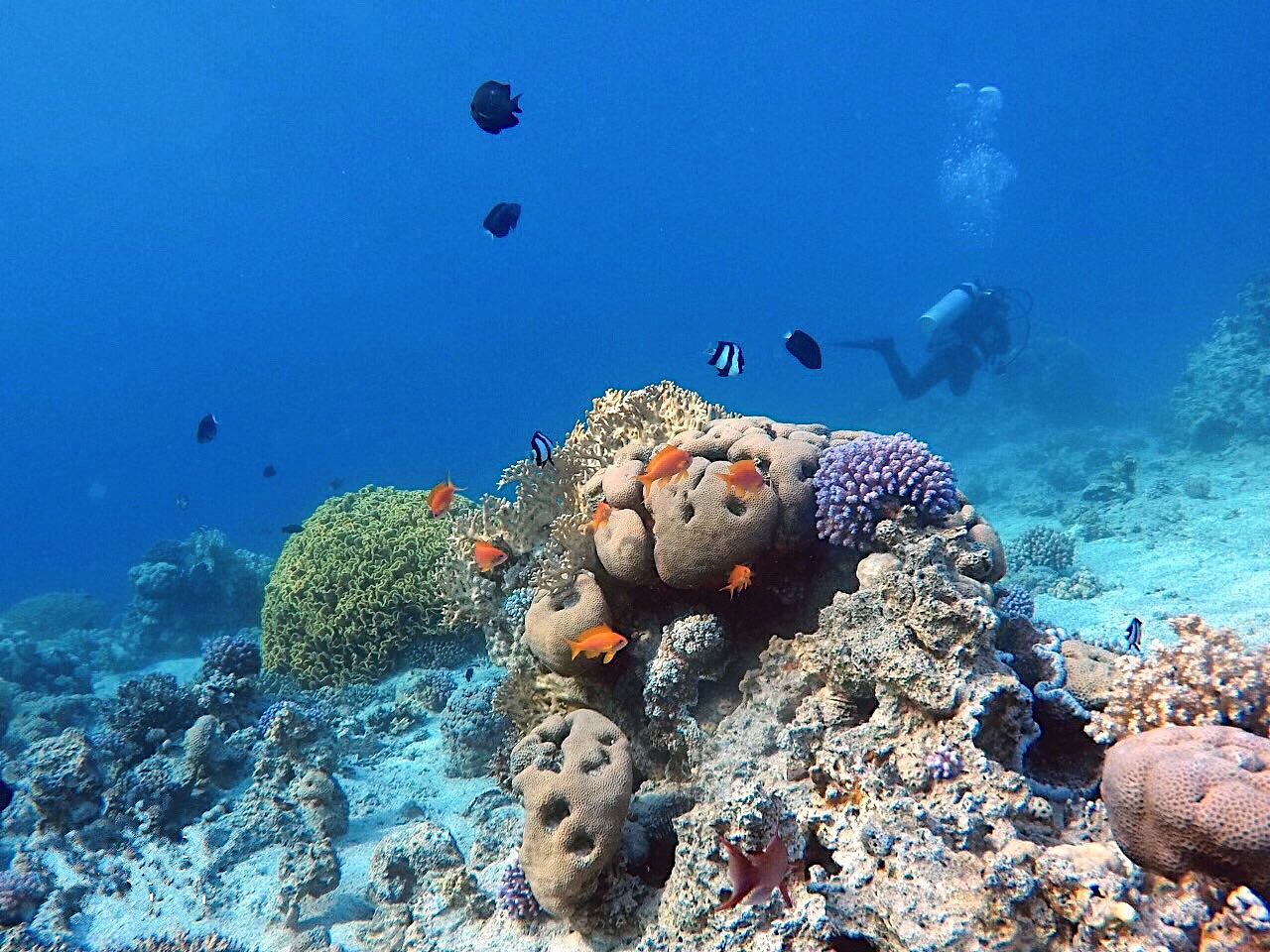 Japanese Garden, arrecife de coral en el Mar Rojo