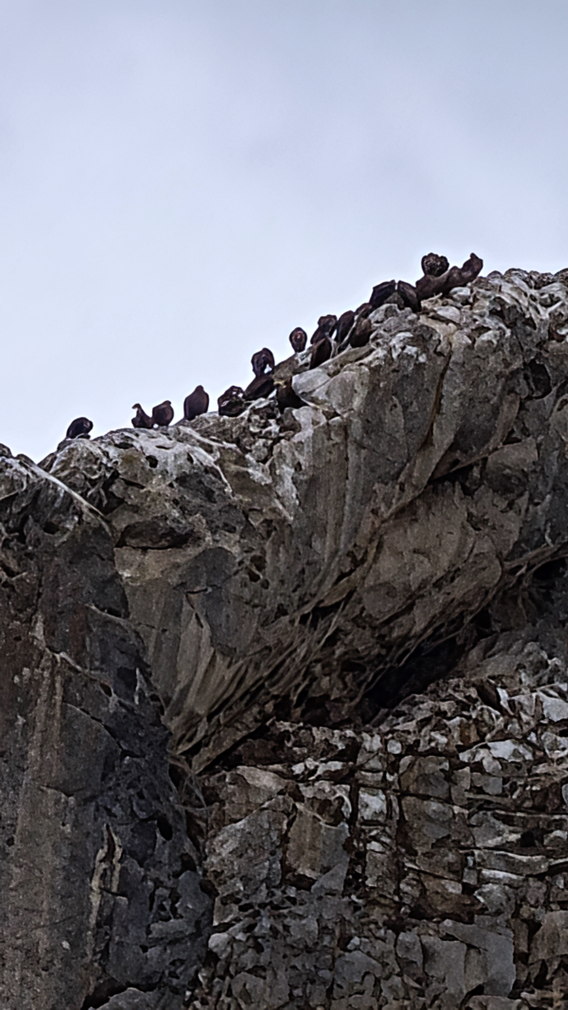 Buitres leonados, Desfiladero de la Yecla