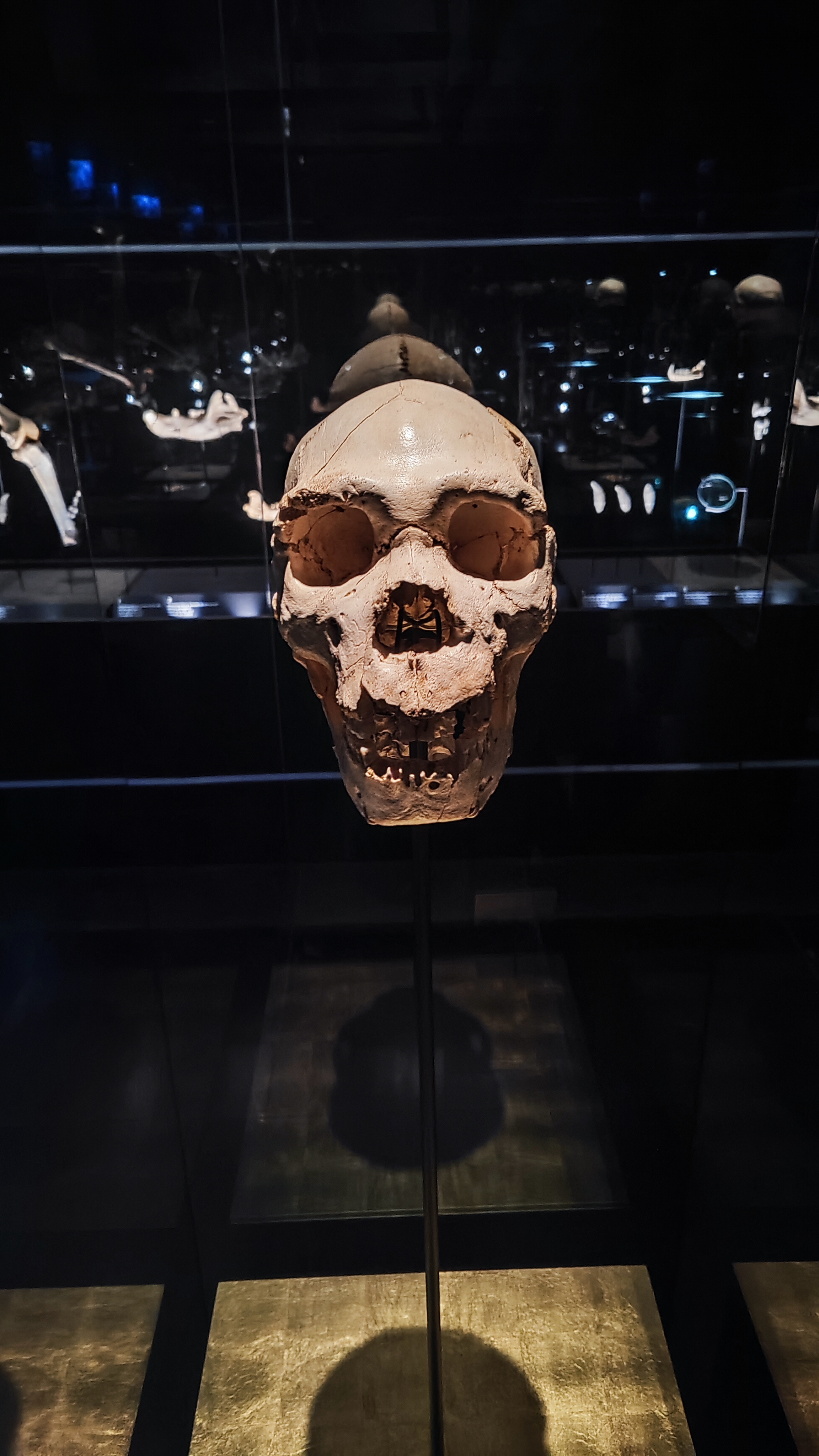 Museo de la Evolución Humana, Burgos