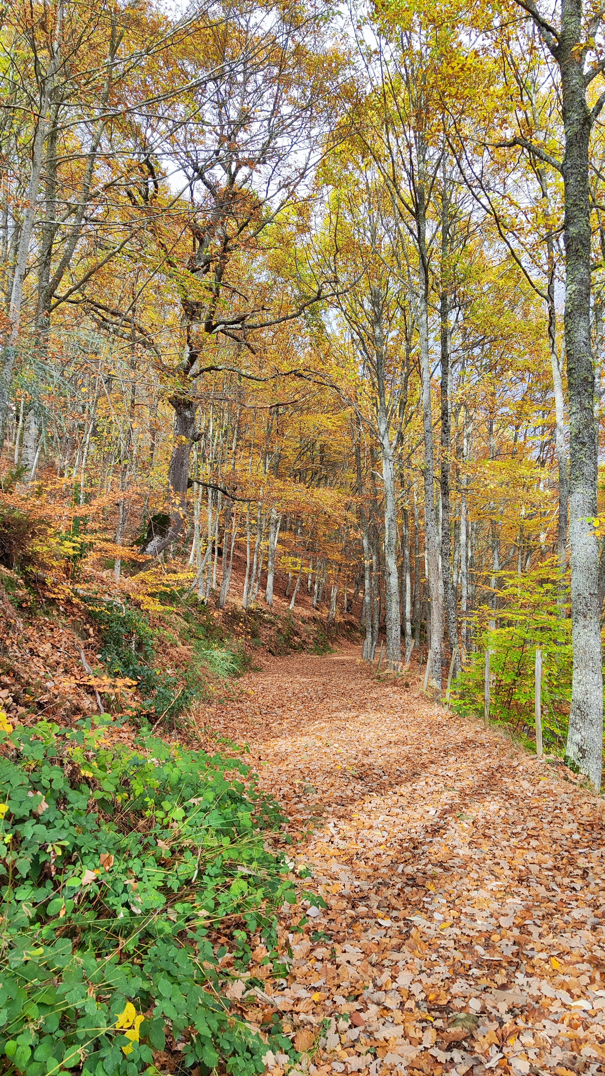 Sendero en otoño de la ruta a la Cascada de la Salceda, Quisicedo, Burgos