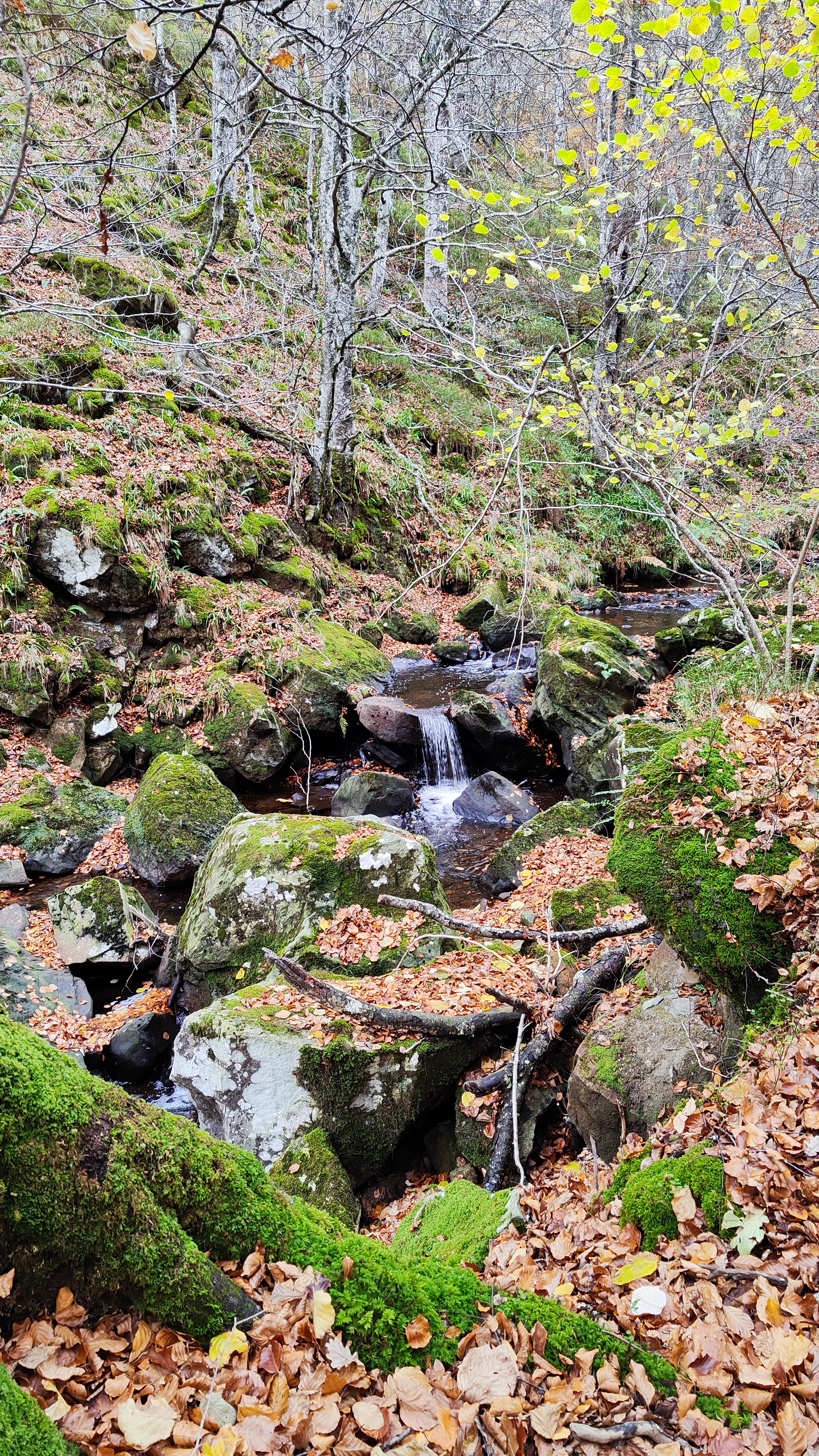 Sendero en otoño de la ruta a la Cascada de la Salceda, Quisicedo, Burgos