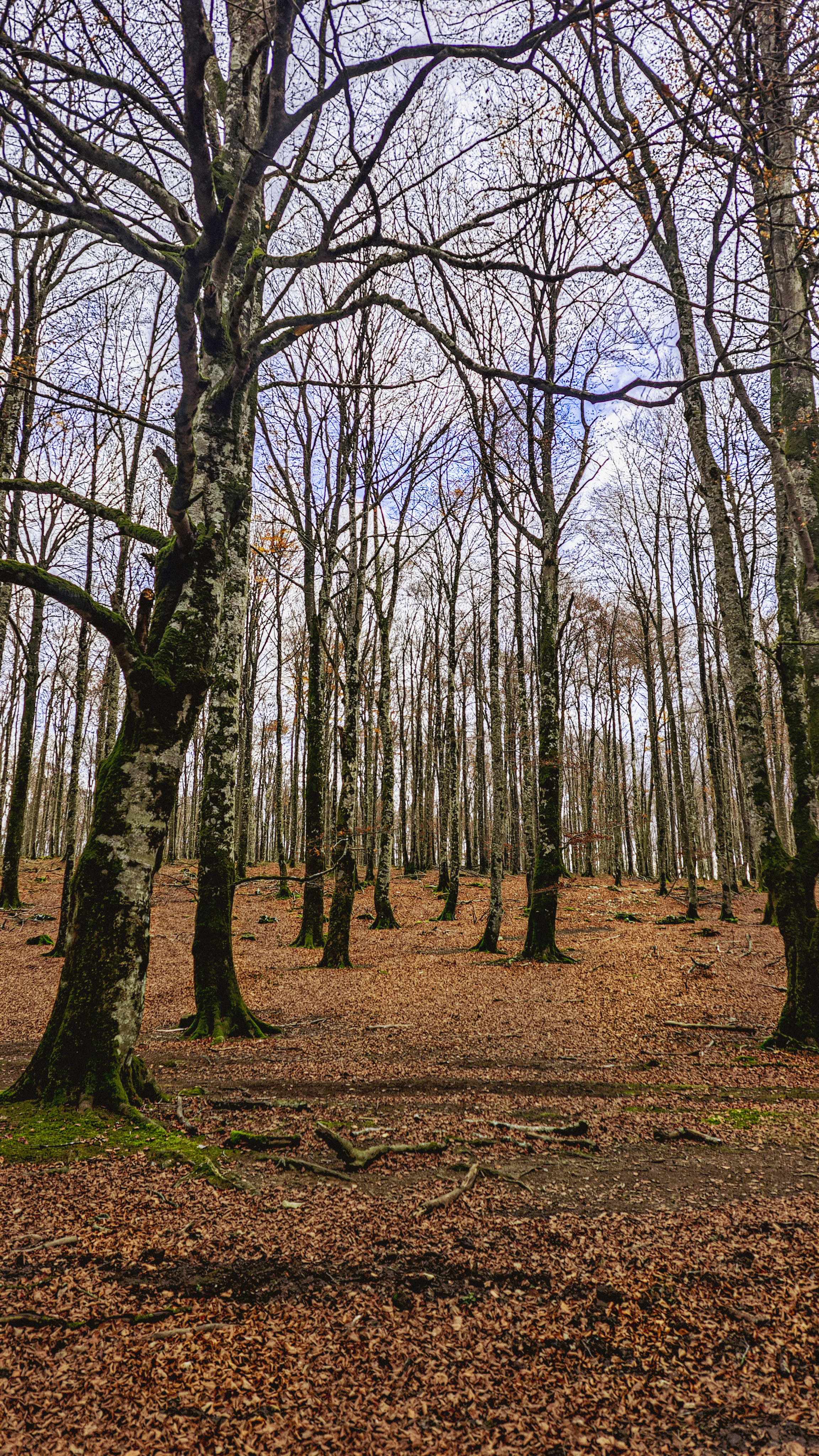 Hayedo Encantado, Parque Natural de Urbasa y Andía, en Navarra