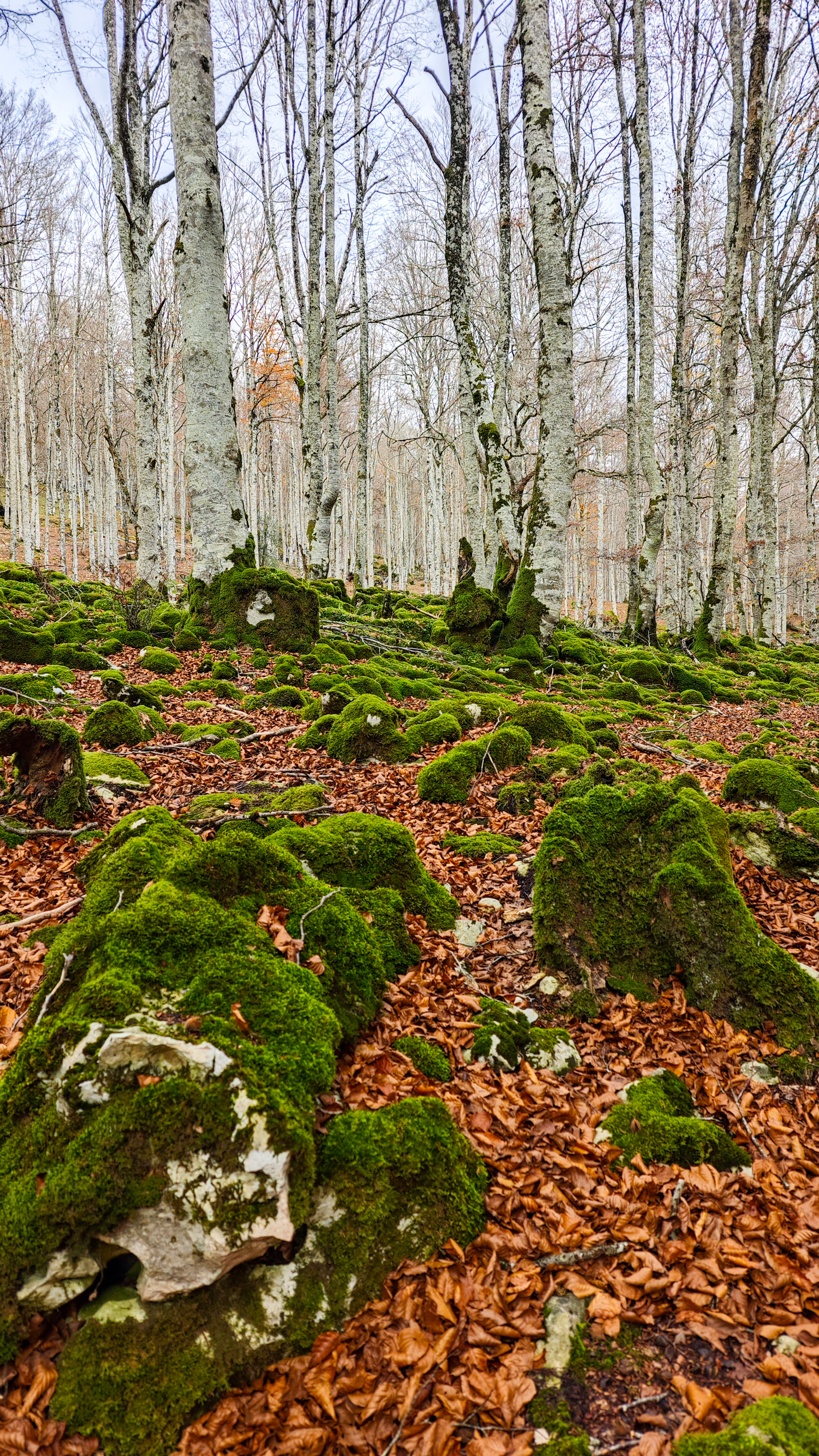 Hayedo Encantado, Parque Natural de Urbasa y Andía, en Navarra