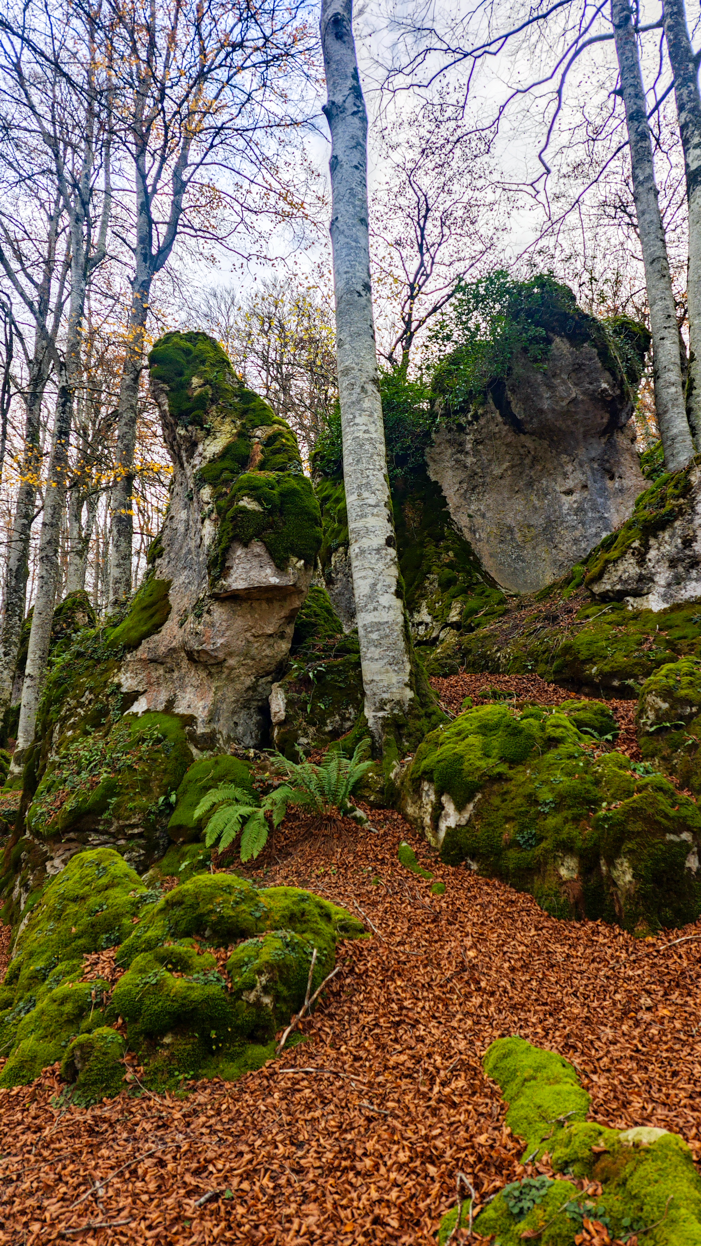 Hayedo Encantado, Parque Natural de Urbasa y Andía, en Navarra