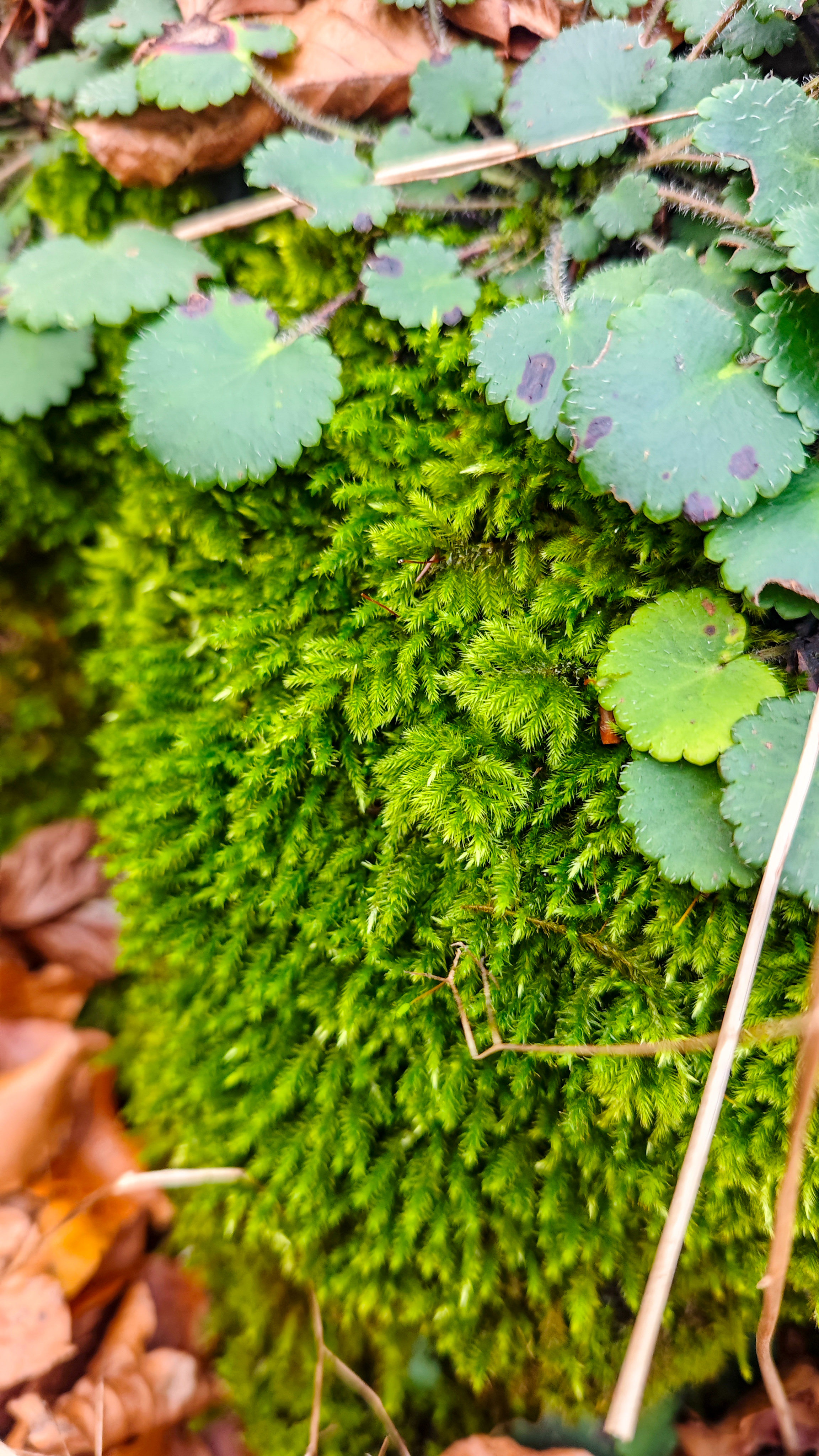 Hayedo Encantado, Parque Natural de Urbasa y Andía, en Navarra