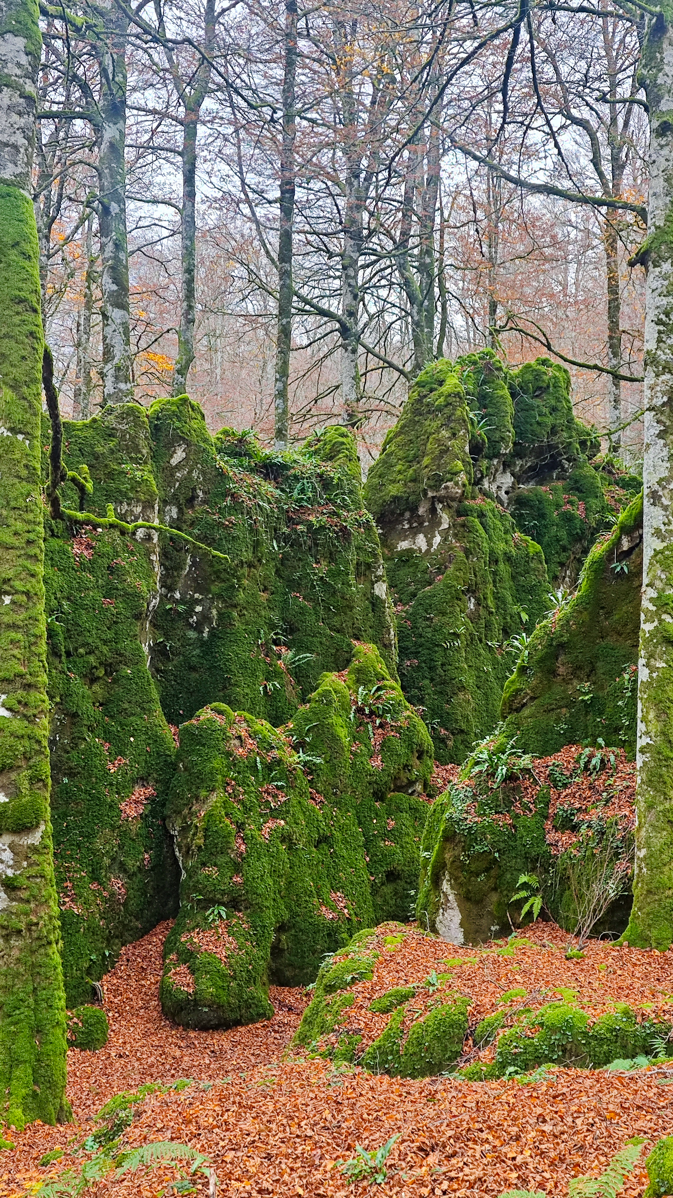 Hayedo Encantado, Parque Natural de Urbasa y Andía, en Navarra