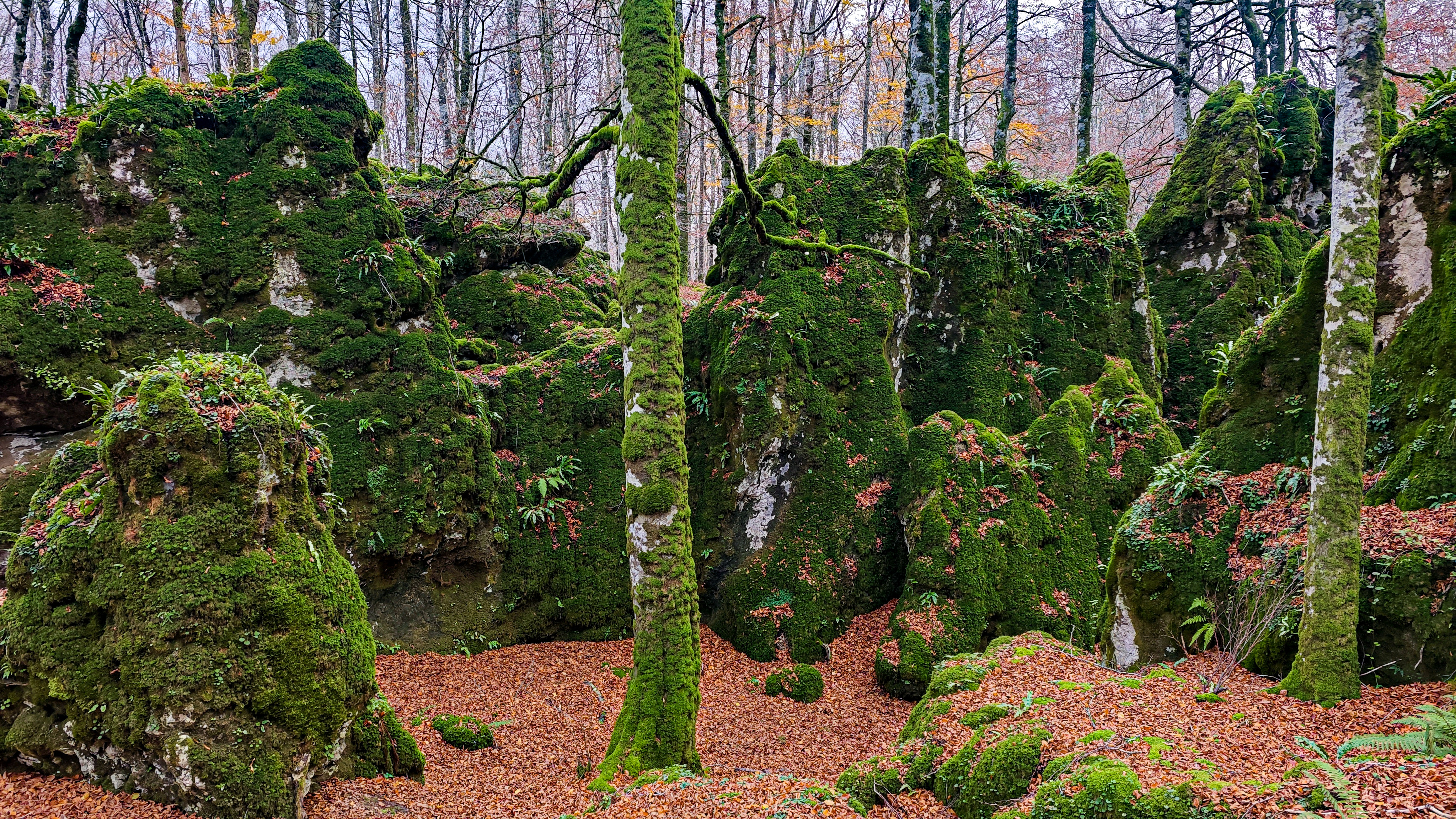 Hayedo Encantado, Parque Natural de Urbasa y Andía, en Navarra