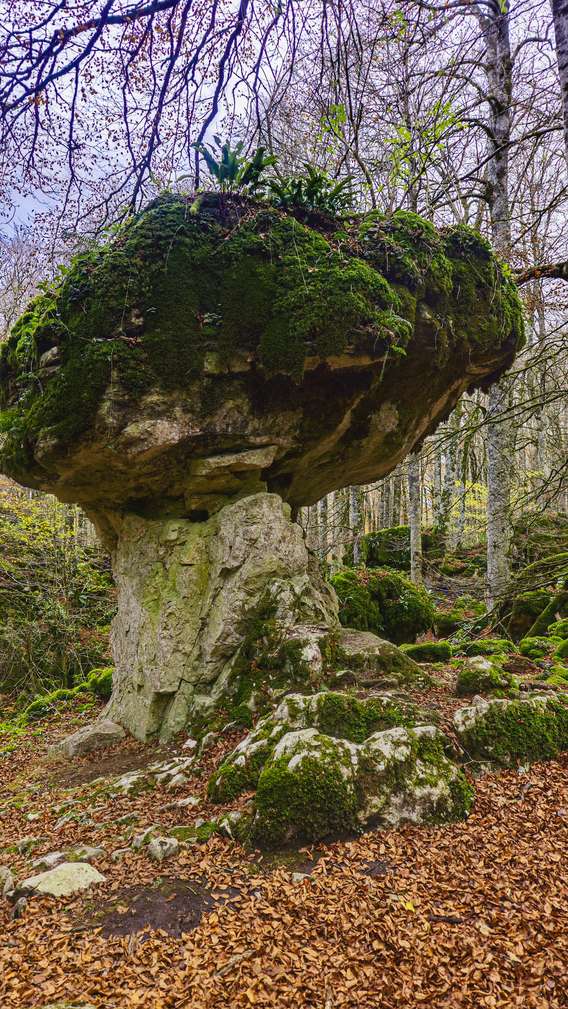 Hayedo Encantado, Parque Natural de Urbasa y Andía, en Navarra